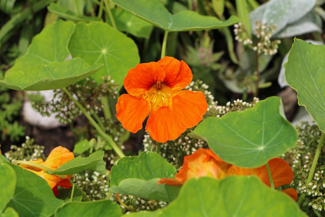 Kapuzinerkresse (Tropaeolum-Hybriden)