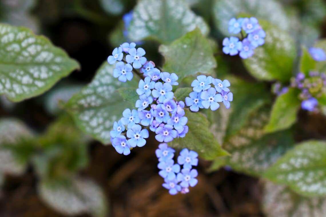 Kaukasus-Vergissmeinnicht (Brunnera macrophylla)