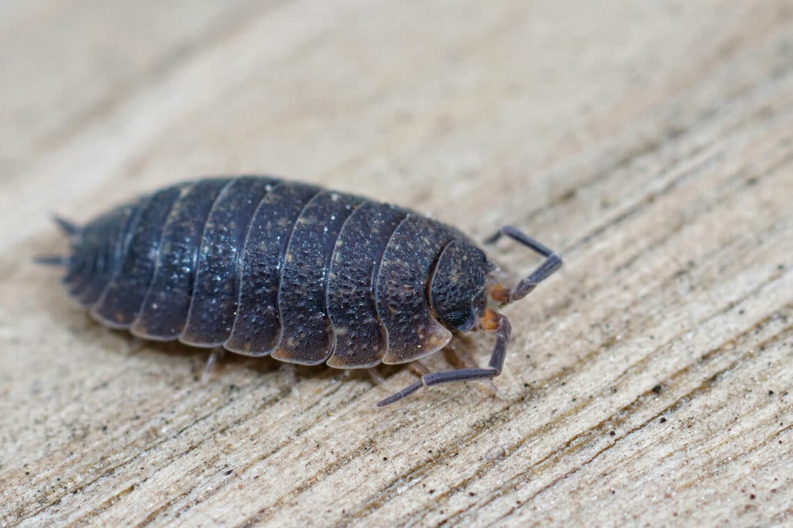 Kellerasseln (Porcellio scaber)