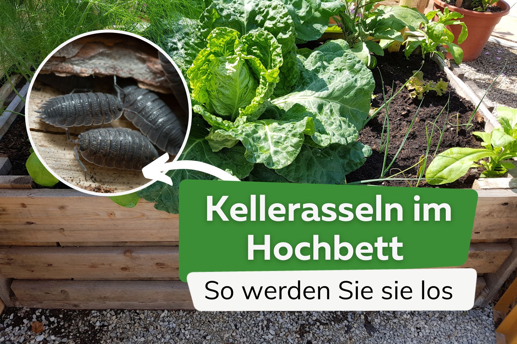 Kellerasseln im Hochbeet: So werden Sie sie los