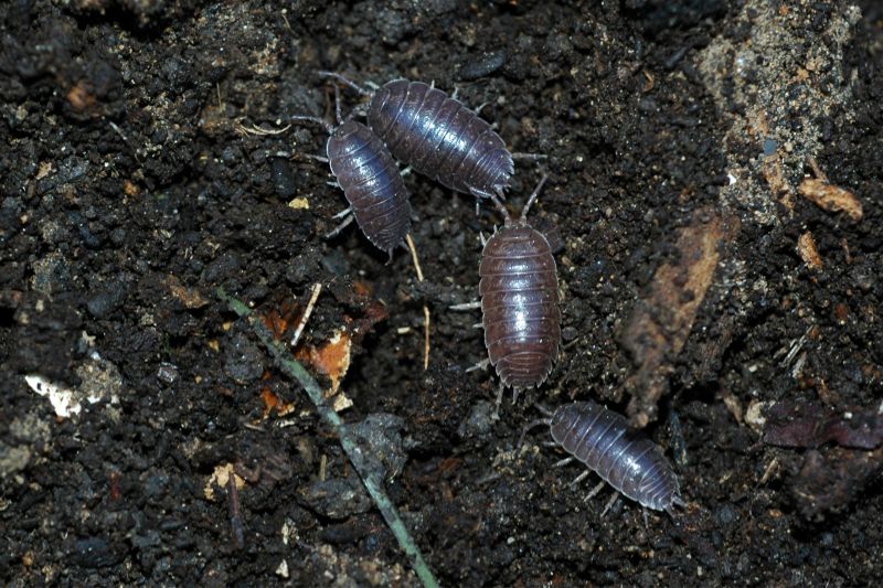 Kellerasseln (Porcellio scaber) in der Erde