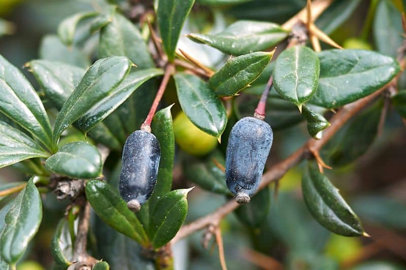 Beeren an Kissen-Berberitze (Berberis candidula)