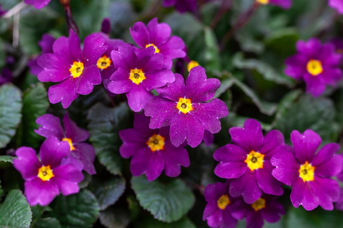 Kissenprimel (Primula x pruhoniciana)