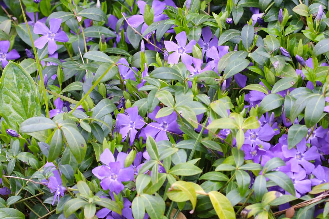 Kleinblättriges Immergrün (Vinca minor)