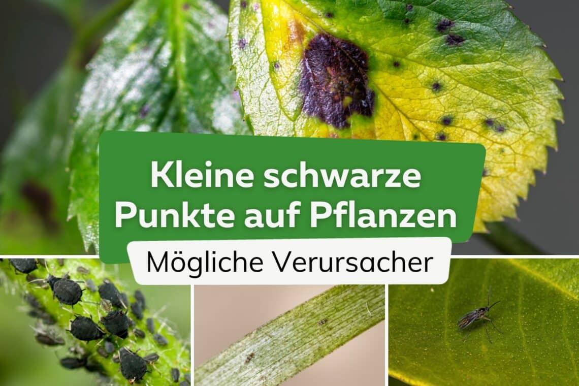 Kleine schwarze Punkte auf Pflanze: was ist das?