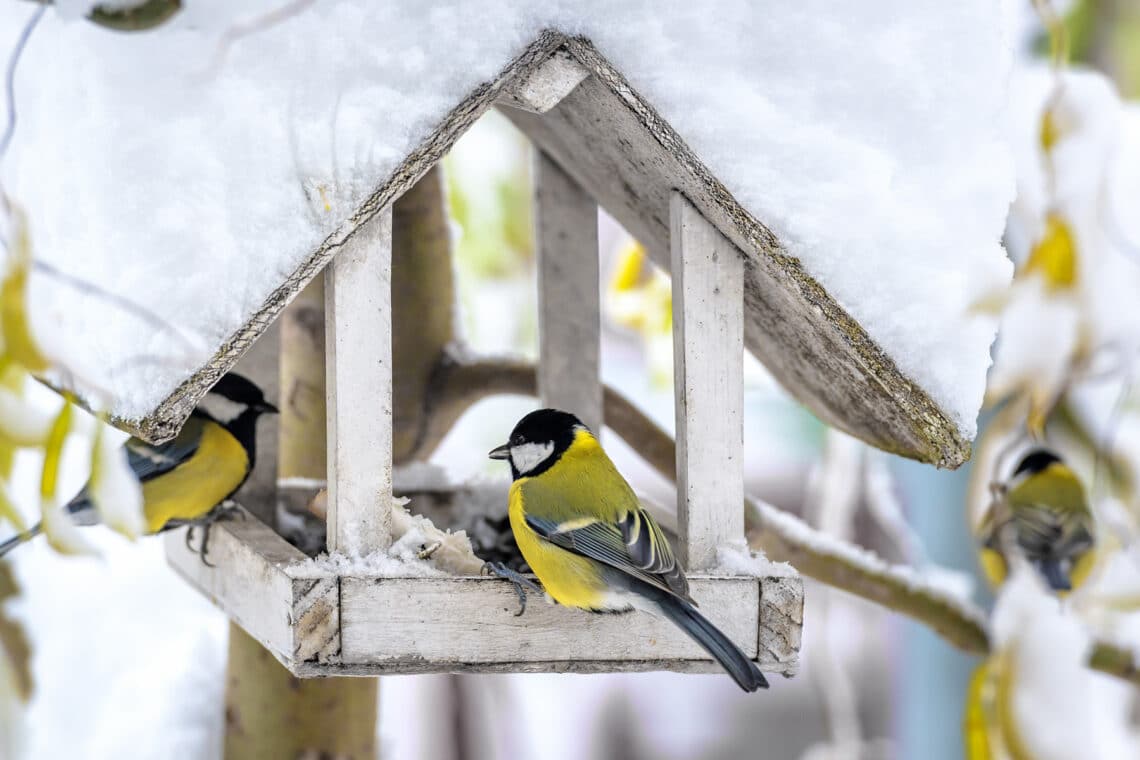 Kohlmeisen im Vogelhaus