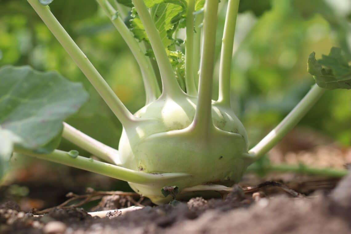 Kohlrabi (Brassica oleracea)