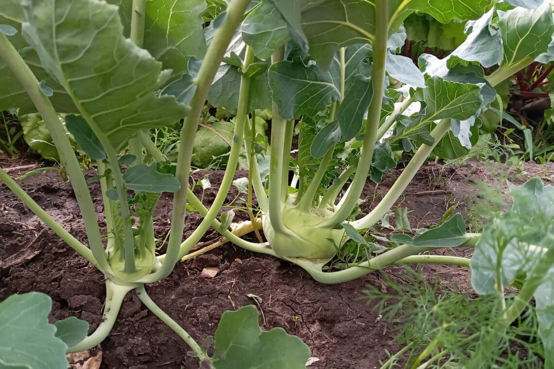 Kohlrabi ((Brassica oleracea Gongylodes Group))