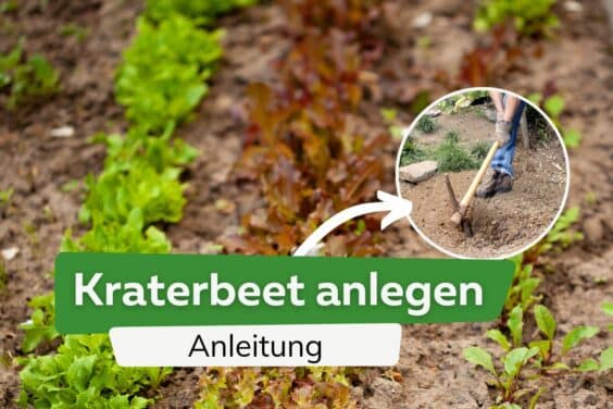 Kraterbeet anlegen