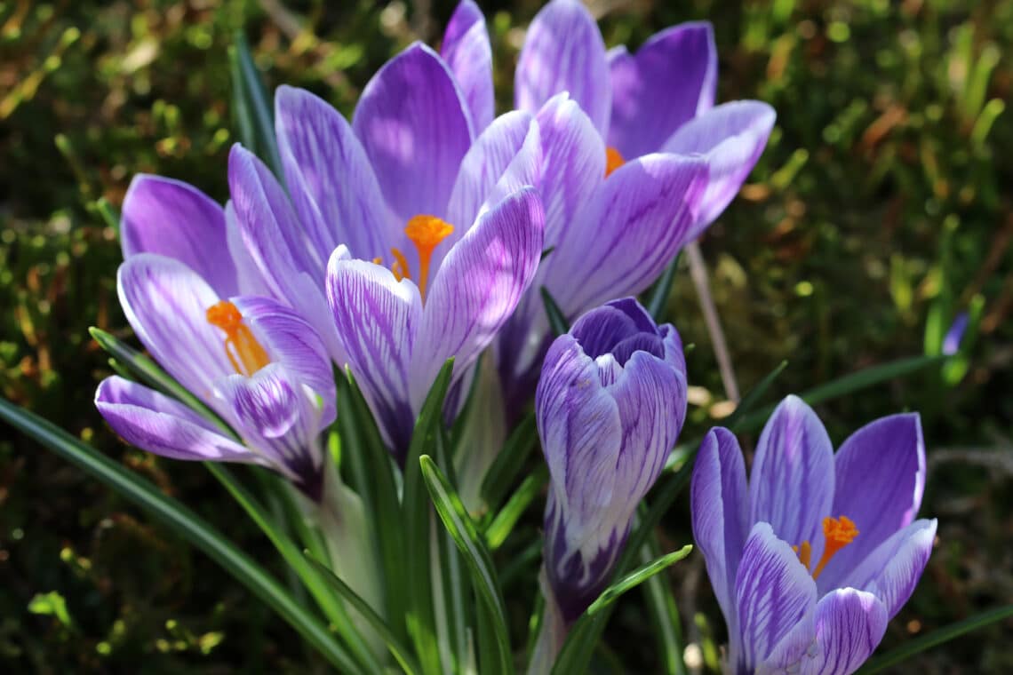 Krokus (Crocus chrysanthus)