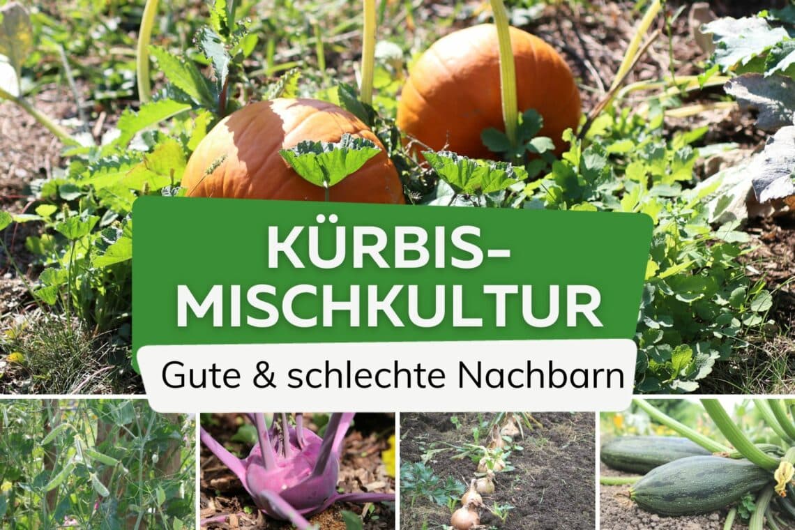 Kürbis-Mischkultur