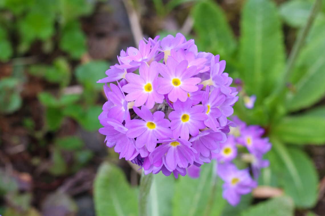 Kugel-Primel (Primula denticulata)