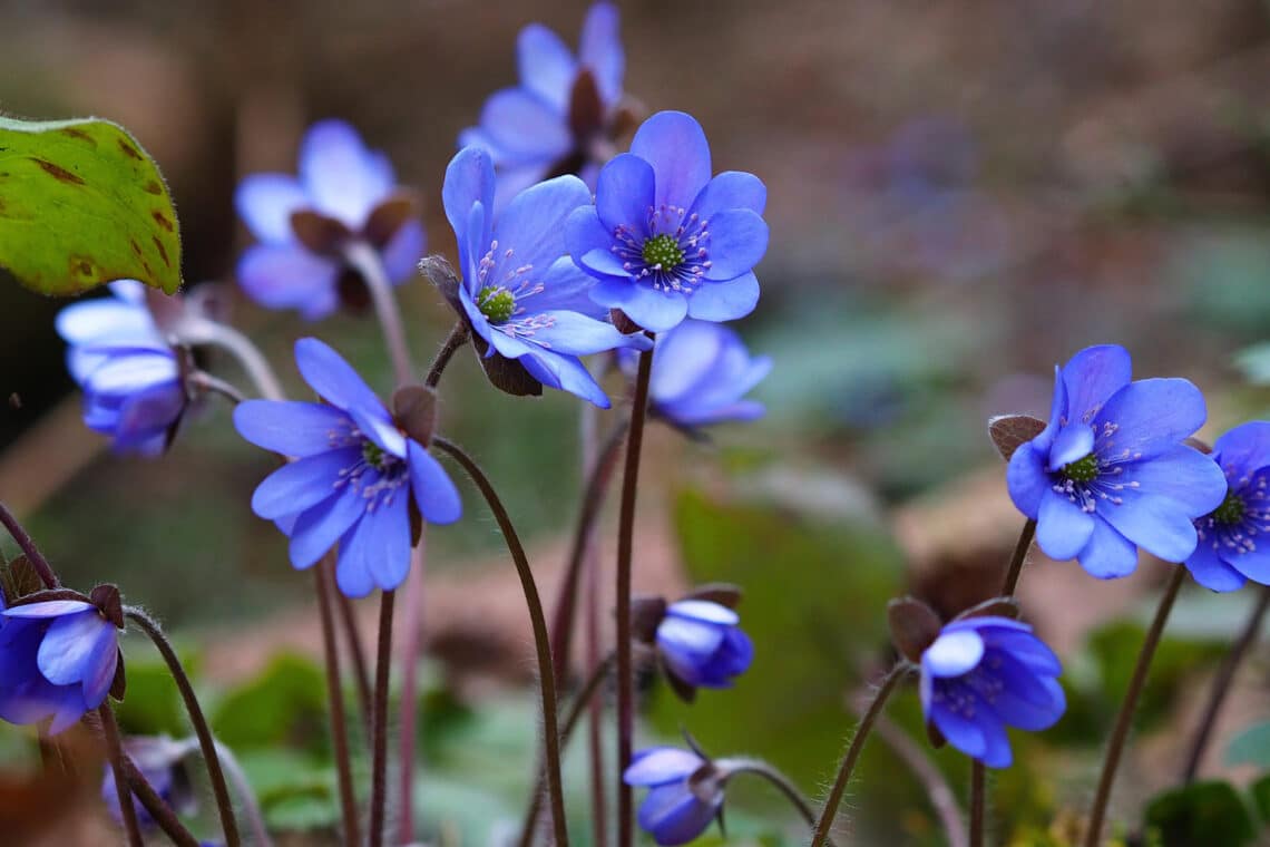 Leberblümchen (Hepatica nobilis)