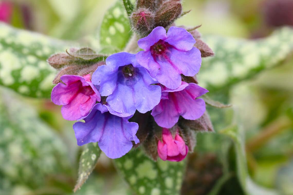 Lungenkraut (Pulmonaria)