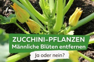 Männliche Zucchiniblüten entfernen