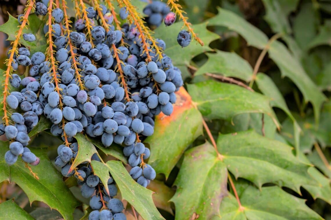 Mahonie (Mahonia aquifolium) mit blauen Beeren