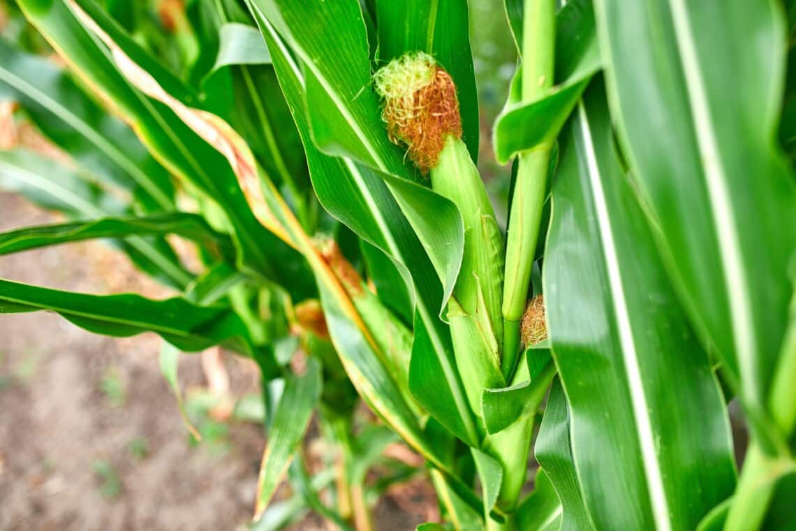 Mais (Zea mays)