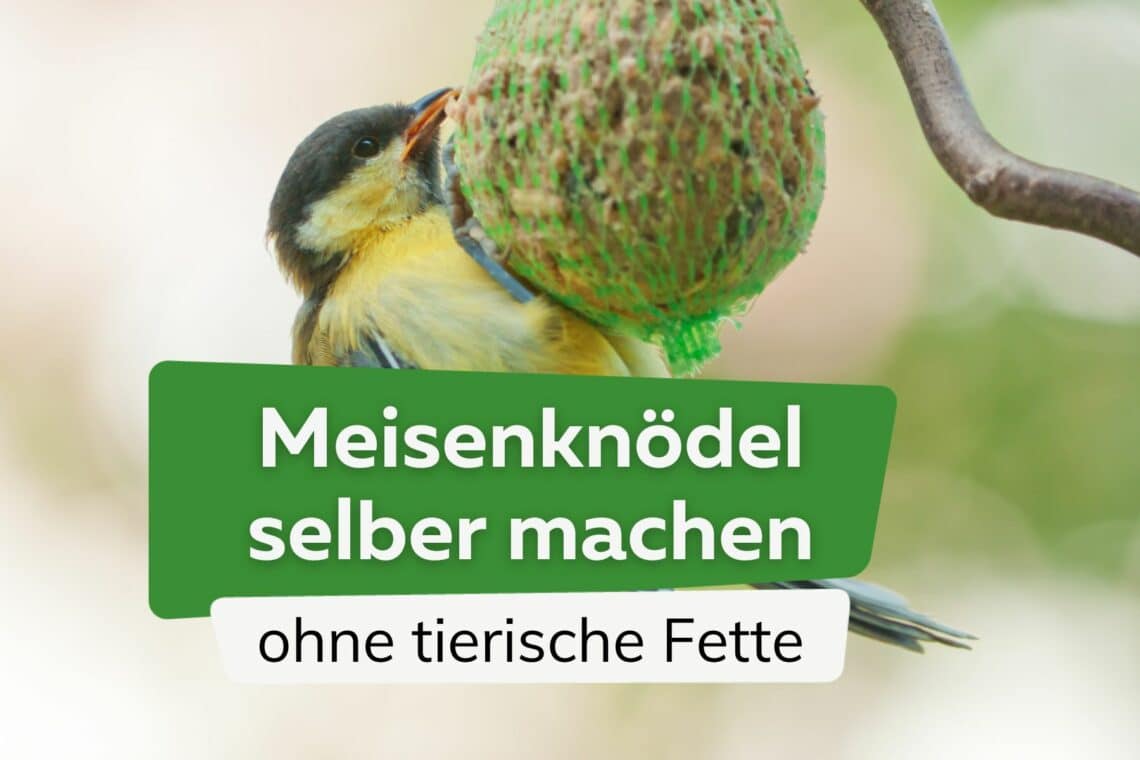 Meisenknödel selber machen ohne Fett Titel