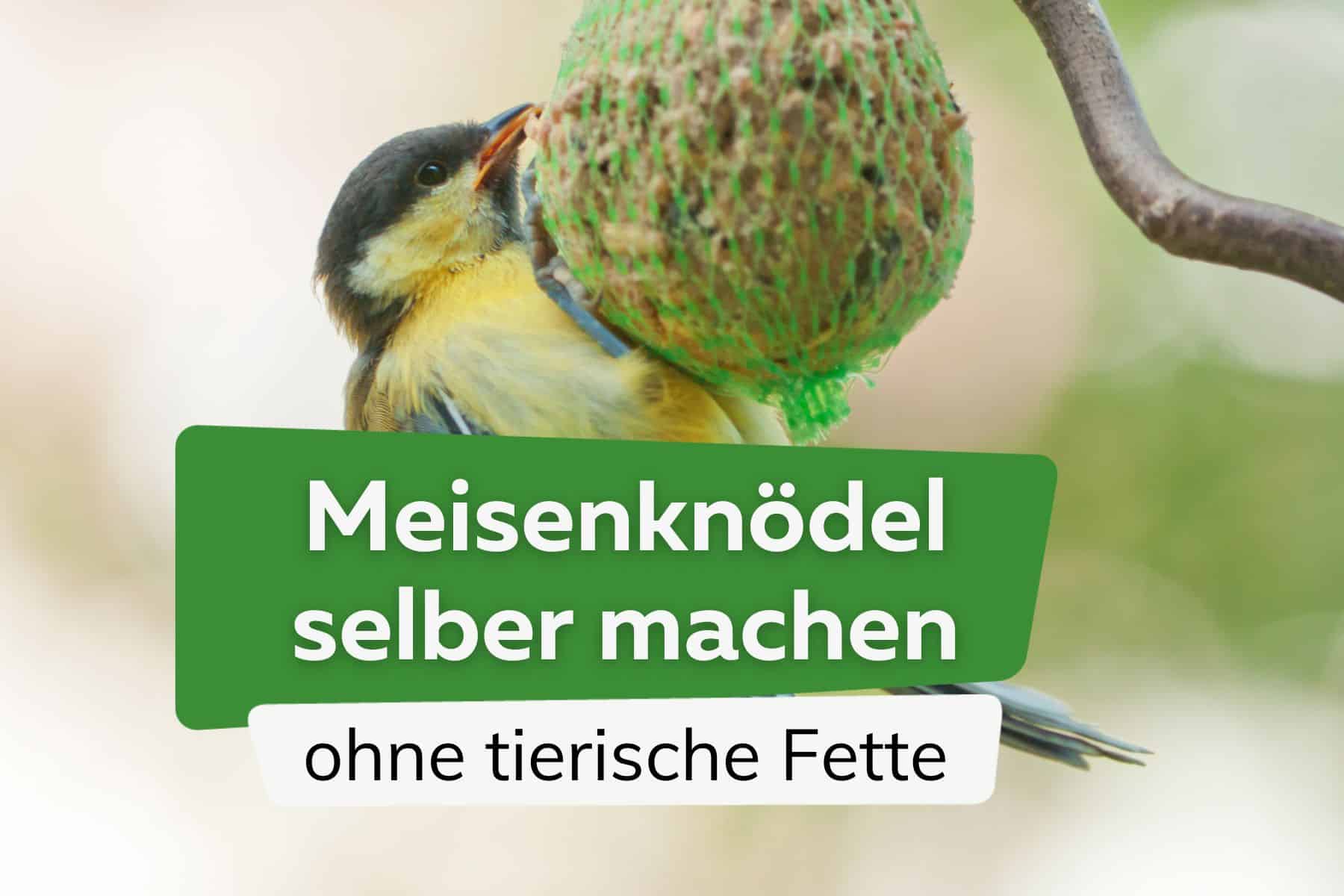 Meisenknödel selber machen ohne Fett Titel