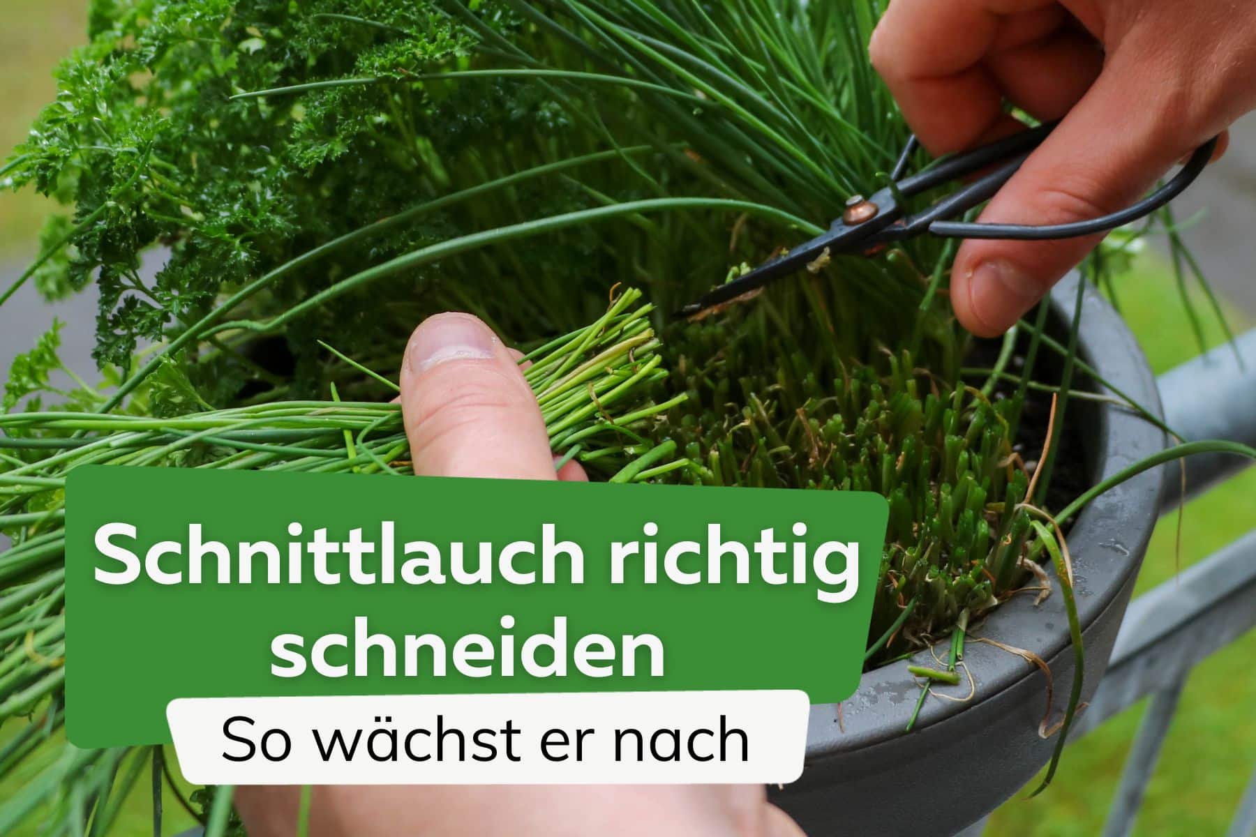 Muss man Schnittlauch schneiden, damit er nachwächst?