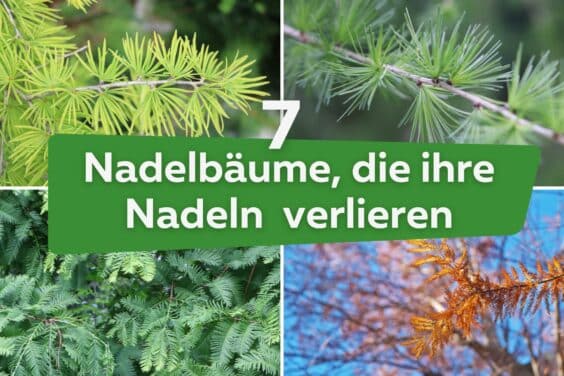 Nadelbäume, die ihre Nadeln im Winter verlieren Titel