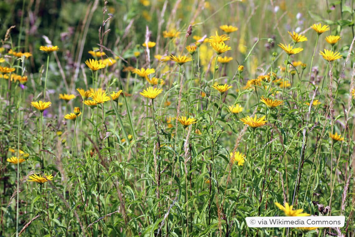 Ochsenauge (Buphthalmum salicifolium)