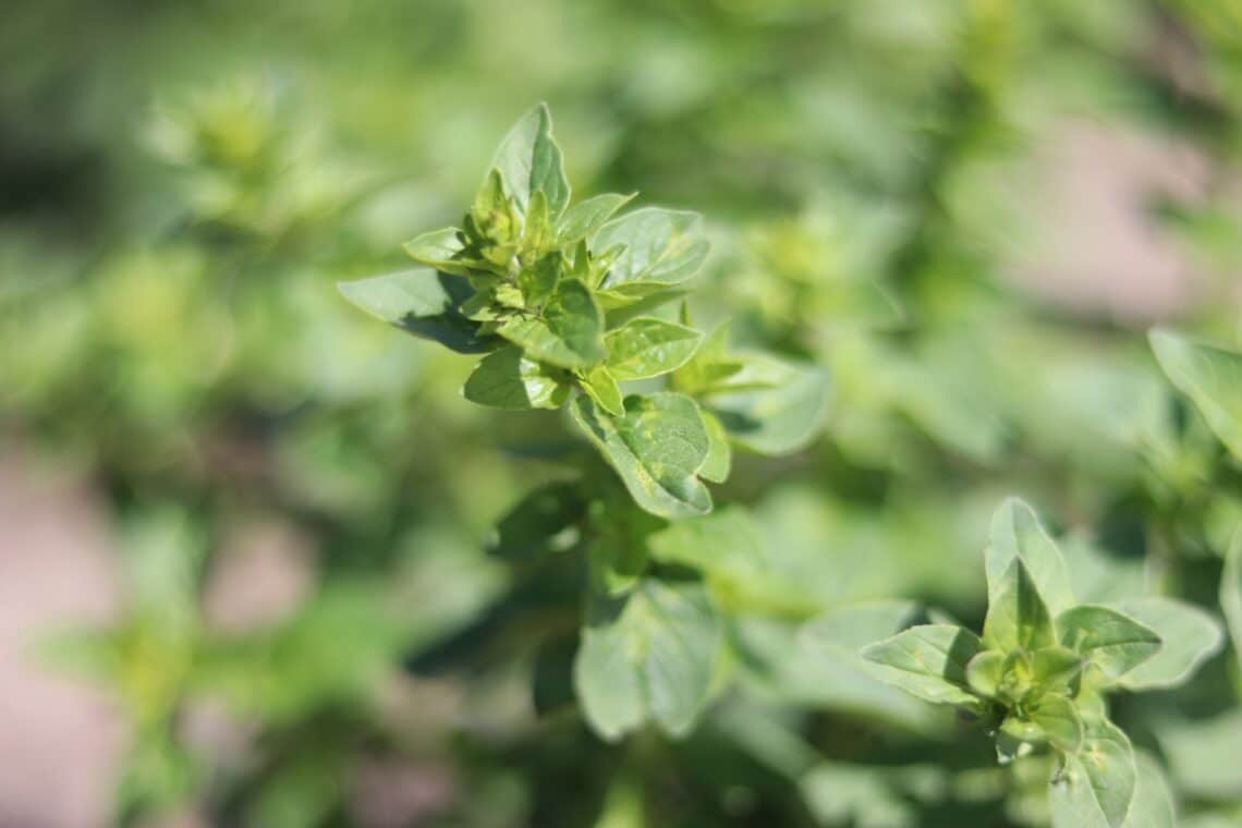 Oregano (Origanum vulgare)