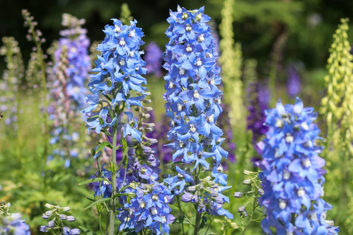 Pacific-Rittersporn 'Blue Bird' (Delphinium x cultorum)