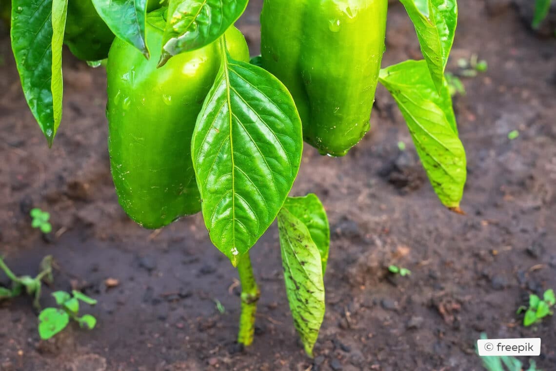 Paprika nach dem Gießen