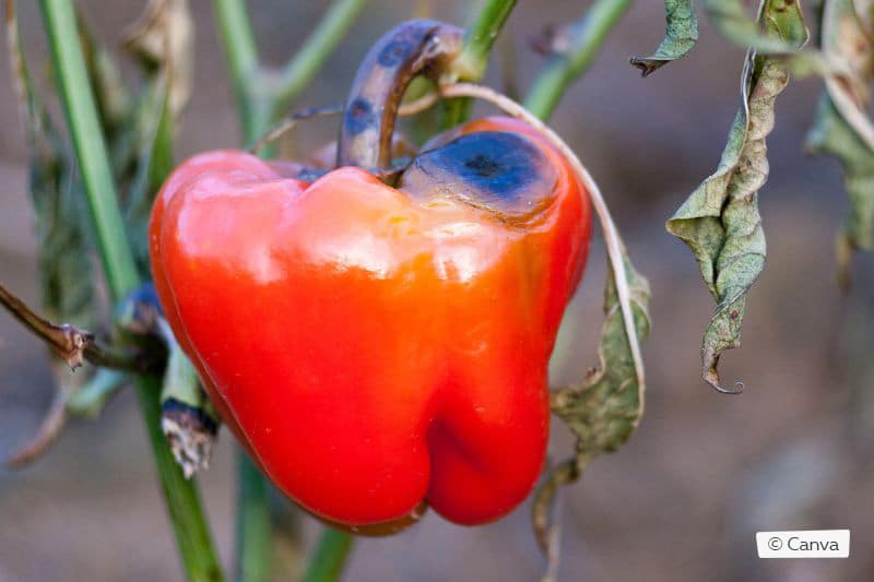 Paprika mit schwarzen Flecken