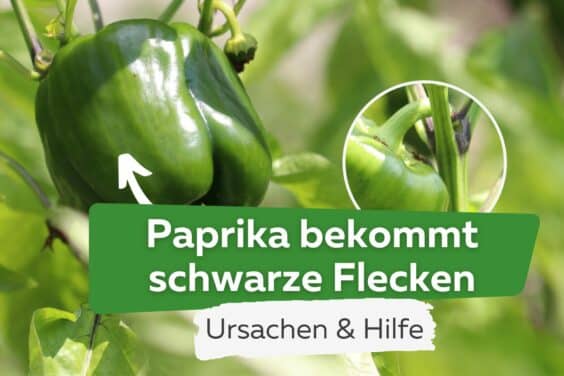 Paprika wird schwarz