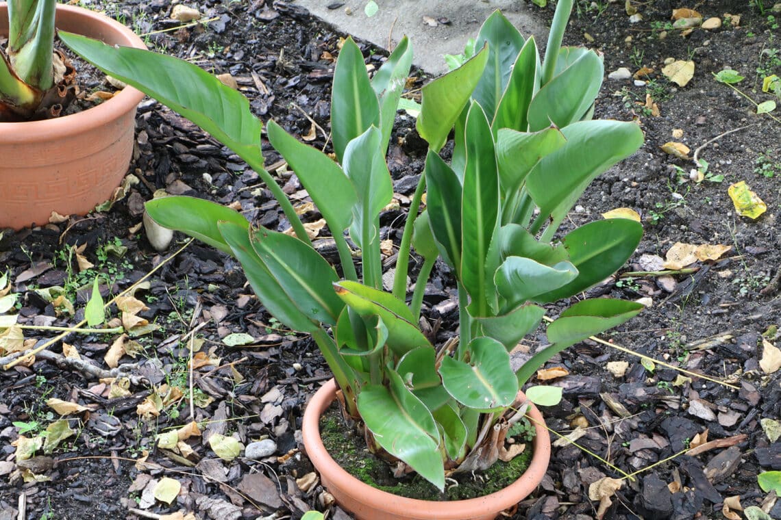 Königs-Strelitzie (Strelitzia reginae) im Topf