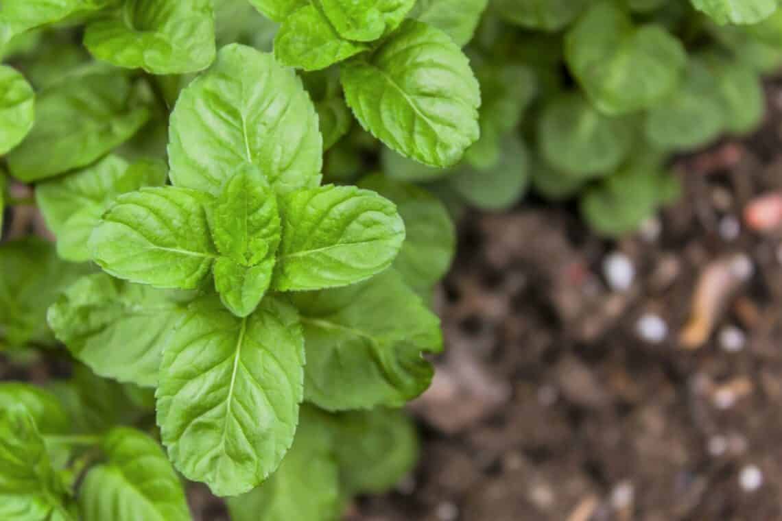 Pfefferminze (Mentha x piperita)