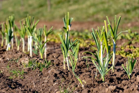 Porree (Allium porrum)