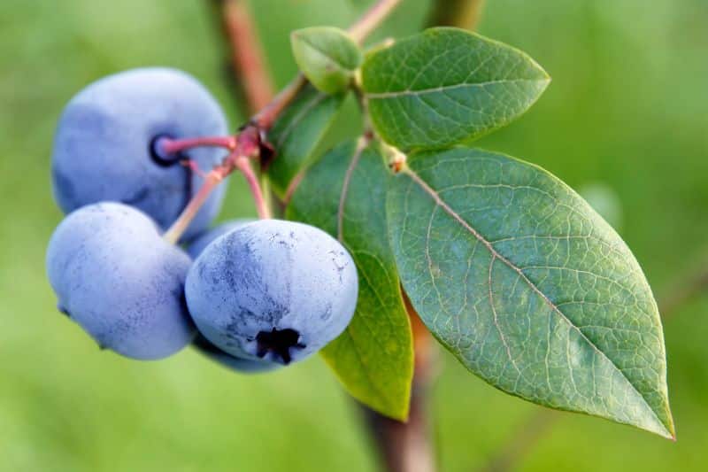 Rauschbeere (Vaccinium uliginosum)