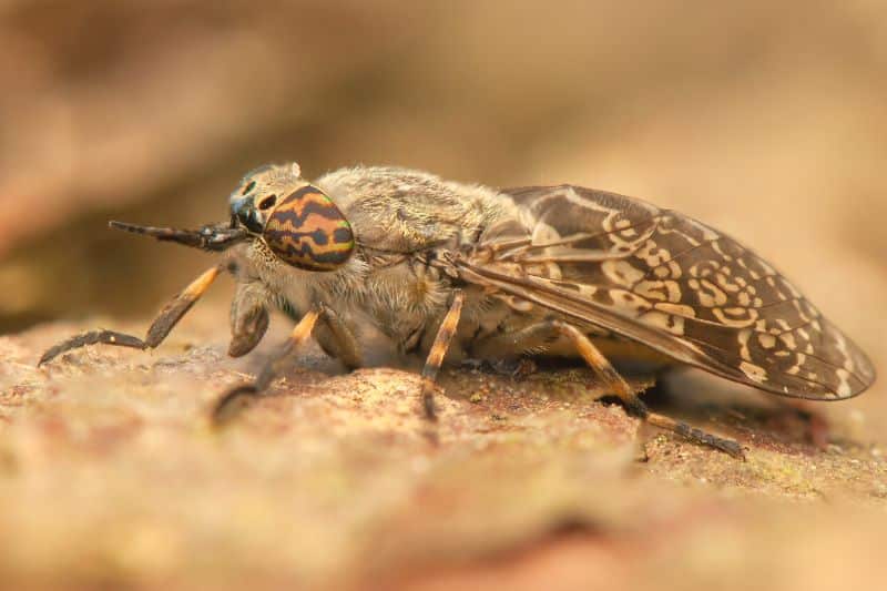 Regenbremse (Haematopota pluvialis)