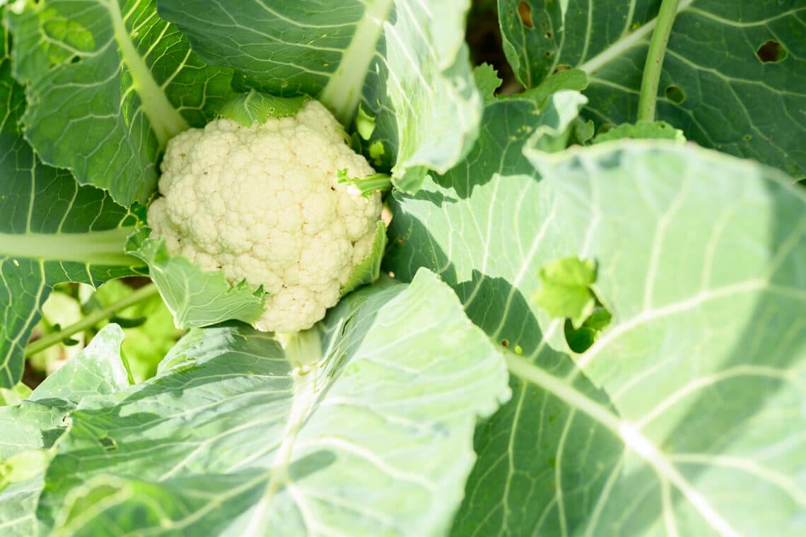 Reifer Blumenkohl (Brassica oleracea var. botrytis) im Garten