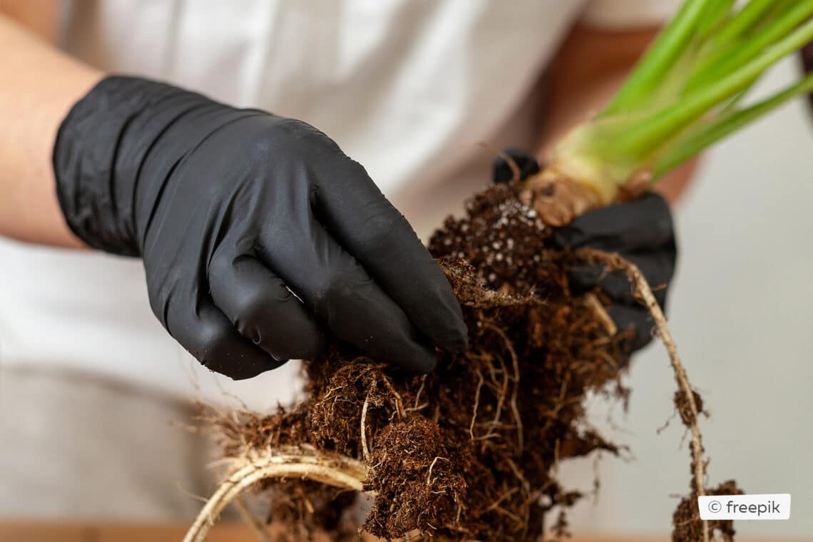 Rhizome aus Alocasia erde entfernen