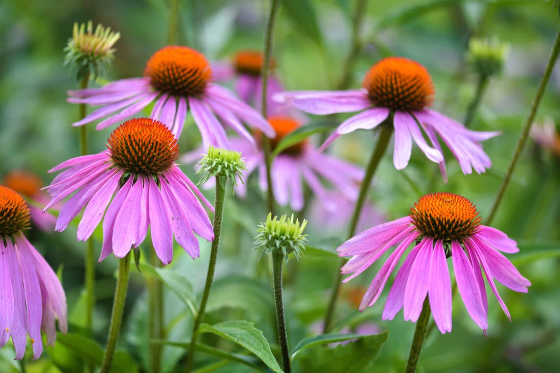 Roter Sonnenhut (Echinacea purpurea)