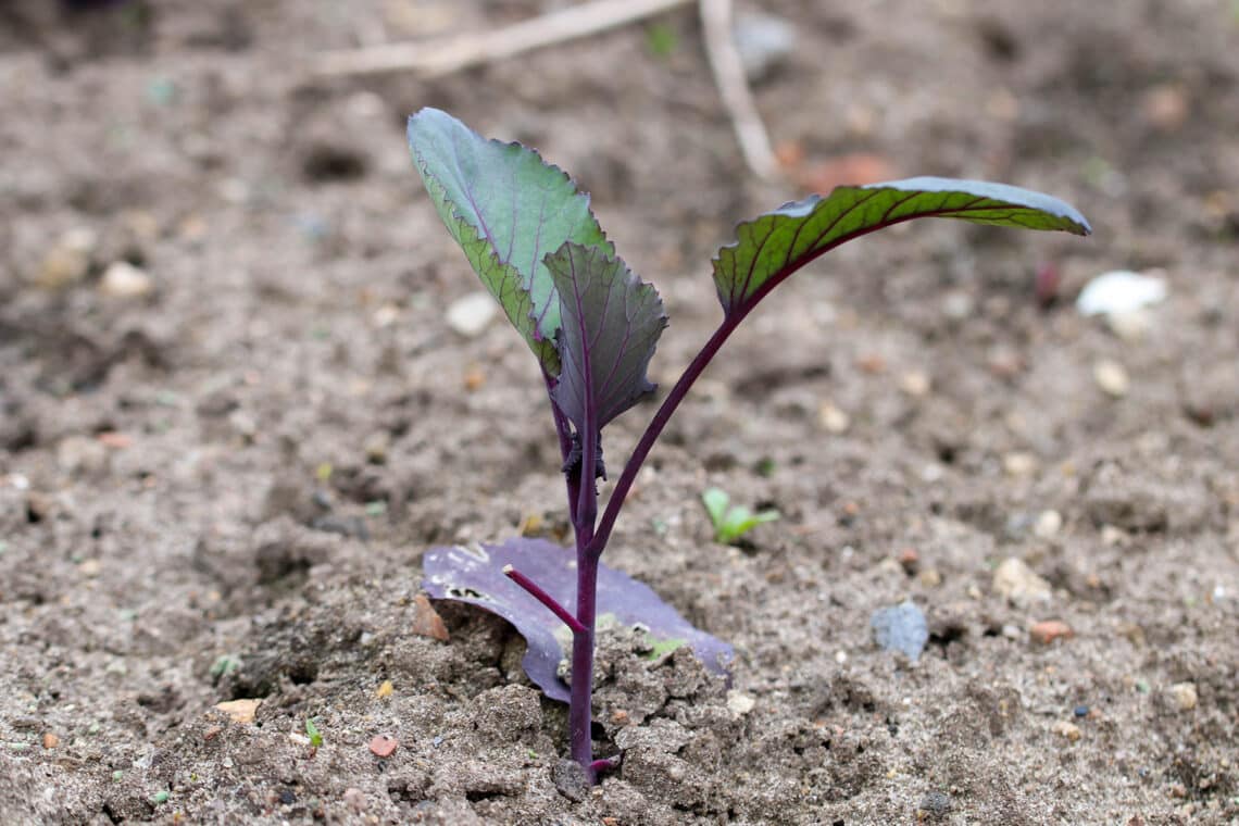 Rotkohl (Brassica oleracea)