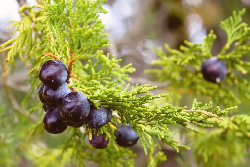 Sadebaum (Juniperus sabina) mit blauen Beeren