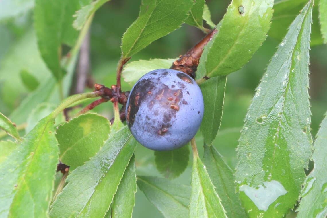 Schlehdorn (Prunus spinosa)