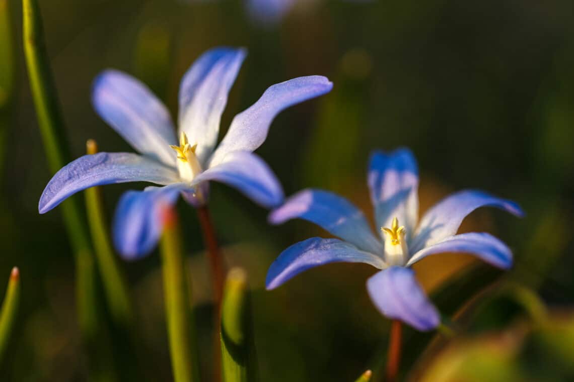 Schneeglanz (Chionodoxa luciliae)