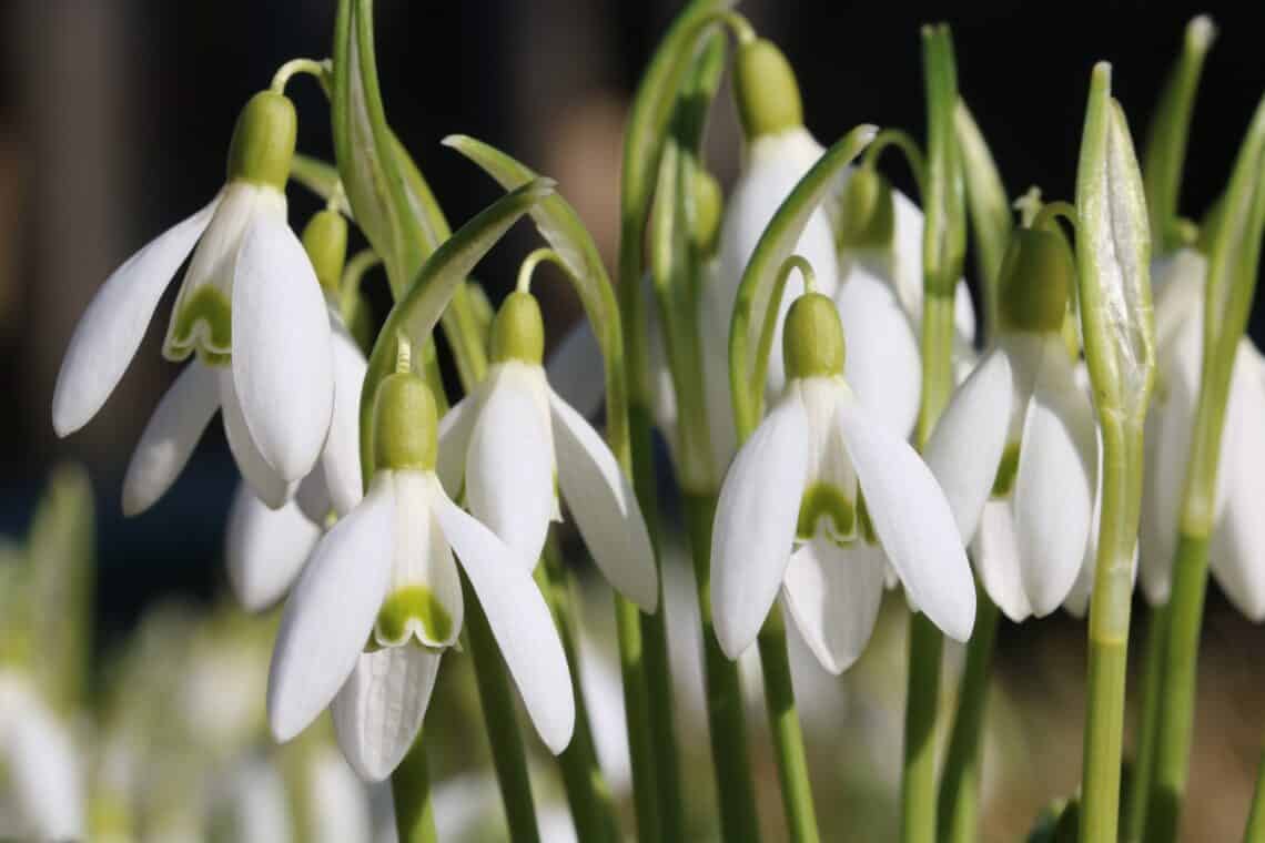 Schneeglöckchen (Galanthus)