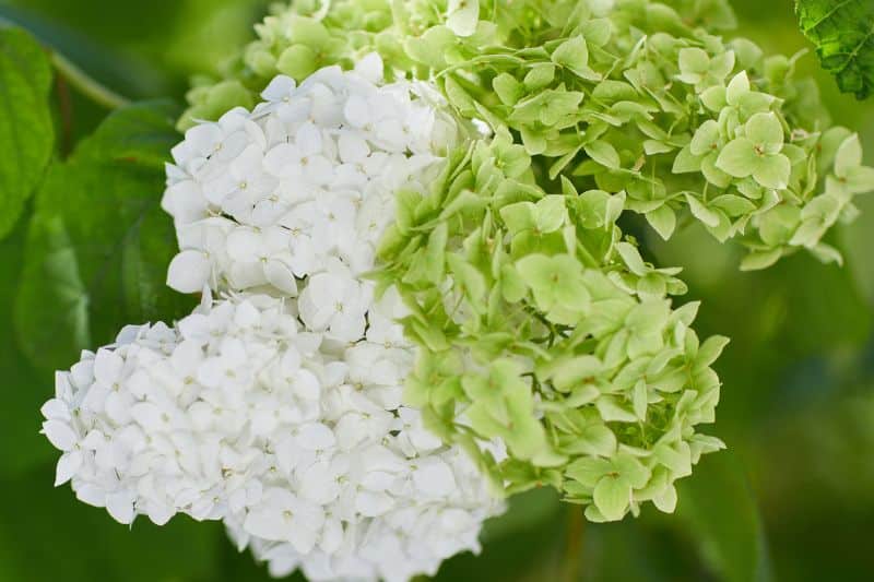 Schnellballhortensie "Annabelle" mit zweifarbiger Blüte