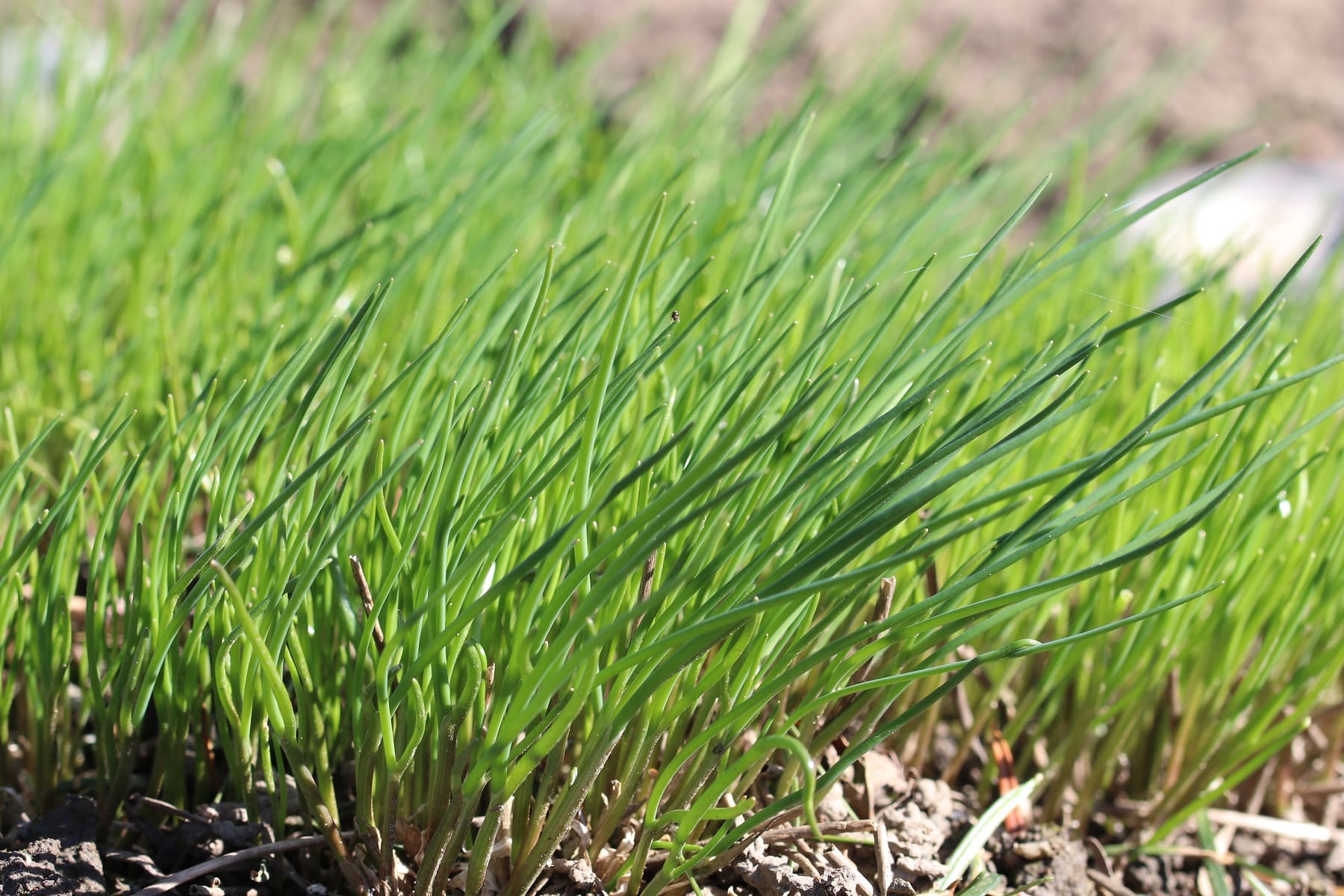 Schnittlauch (Allium schoenoprasum) in sonnigem Beet