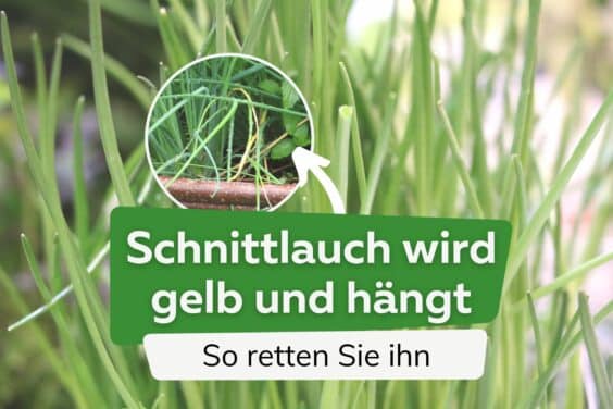 Schnittlauch wird gelb und hängt