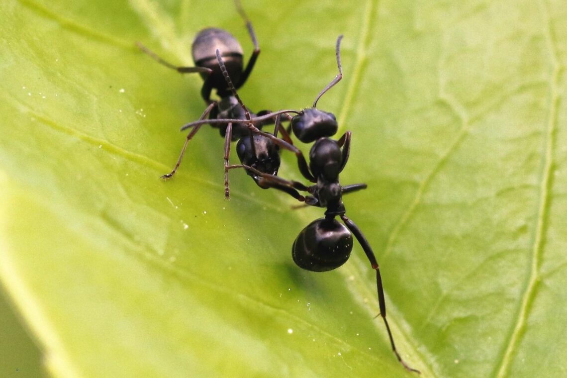 Schwarze Wegameise (Lasius niger)