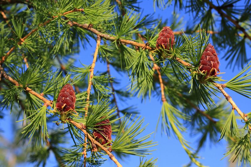 Sibirische Lärche (Larix sibirica)