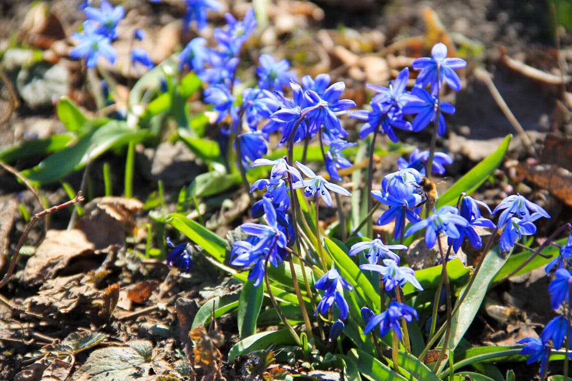 Sibirischer Blaustern (Scilla siberica)